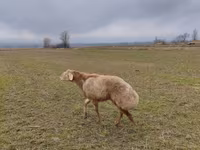 Dume la kondoo, Arashan sheep — picha 1