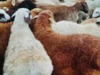 Domba jantan, Edilbay sheep — foto 2