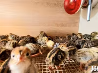 Quails — Foto 4