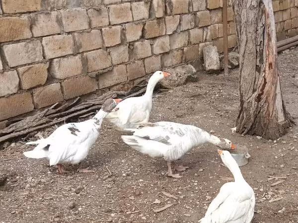 Geese — Azerbaijan