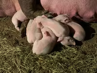 Doofaar dhaddig, Pigs — sawirka 3