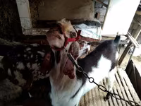 بز ماده, Beetal goats — عکس 3