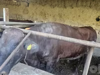 Býk, Red Estonian cattle — foto 4