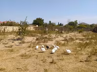 Chickens — รูปภาพ 3