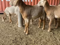 Montone, Arashan sheep — foto 5