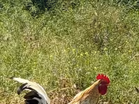 Chickens — Foto 3