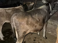 Bulle, Swiss cattle — Foto 6