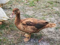 Ducks — புகைப்படம் 3