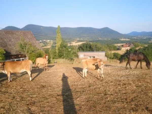 ላም, Jersey breed