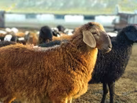 قوچ, گوسفند — عکس 3