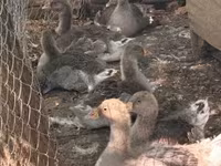 Geese — zdjęcie 2