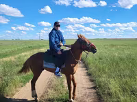 اسب نر, Thoroughbred horse — عکس 1