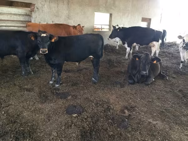 ወንድ በሬ, Aberdeen-Angus — ዩናይትድ ኪንግደም