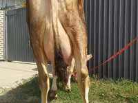 Krowa, Swiss cattle — zdjęcie 3