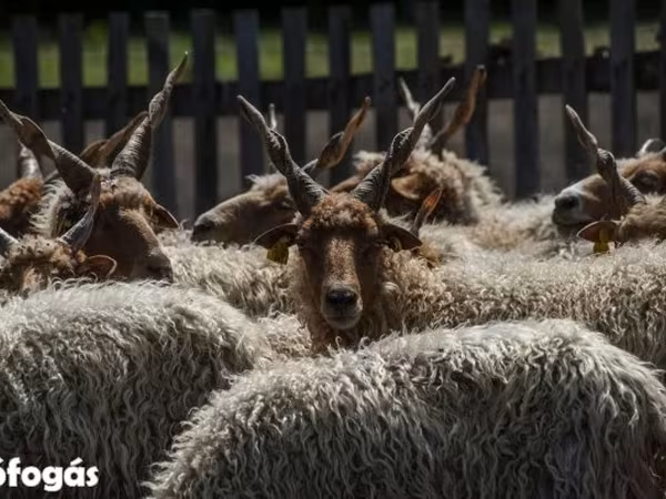 公羊, Sheep