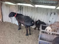 Koç, Arashan sheep — foto 3