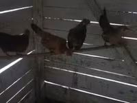 Chickens — الصورة 1