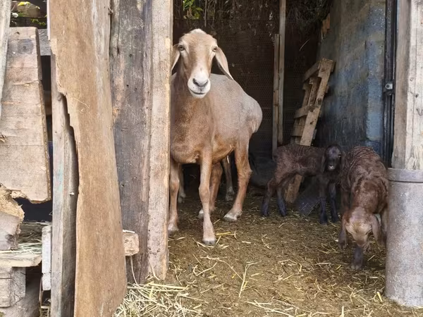 Sheep, Baerchuke sheep