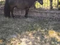 Hingst, Australian Pony — foto 7