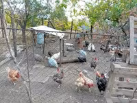 Guinea fowl — 사진 3
