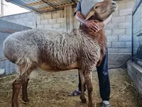 Bagge, Rhon sheep — foto 5