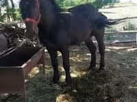 公马, Horses — 照片 2
