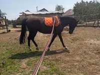Cavalla, Nonius horse — foto 6
