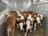 Бик, Simmental cattle — фото 1