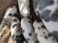 Babi betina, Кунекуне — foto 4
