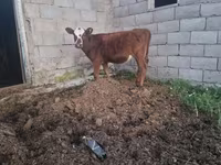Cow, Kazakh White-headed cow — photo 1