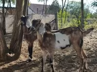 பெண் வெள்ளாடு, Nubian Goat — புகைப்படம் 3