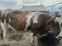 Mucca, Simmental cattle — foto 7