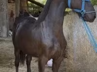 Ձի, Friesian — լուսանկար 2
