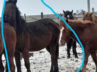 Азаргагүй морь, Horse breed — 4 зураг