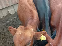 گاو نر, Russian Black pied cattle — عکس 3