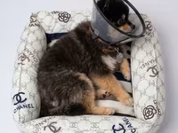 🐾 Уютное место для комфортного отдыха вашего любимца 🤍 В нашей — ছবি 2