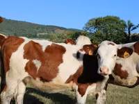 گاو ماده, مونبیلیارد — عکس 8