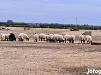 Montone, Racka sheep — foto 1