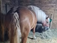 Kuda betina, Horses — foto 7