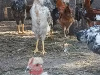 Chickens — 照片 1