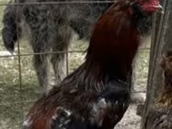 Chickens