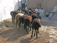 Ovce (šarže, pohlaví neuvedeno), Tajik sheep — foto 2
