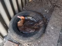Hausente — Foto 2