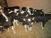 گاو و گوساله (گروه، جنسیت مشخص نشده), Simmental cattle — عکس 7