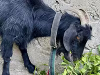 ፍየል, Goats — ፎቶ 6