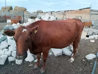 Sigir, Qoramol — 3-rasm