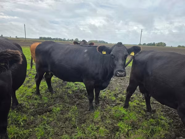 İnek, Aberdin Angus