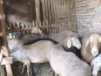 میش, گوسفند — عکس 4