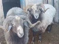 قوچ, Arabi sheep — عکس 1