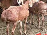 ভেড়ার পাঁঠা, ভেড়া — ছবি 2